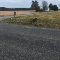 I feast my eyes on the first stray dog to graze my path! With squat corgi legs and wiry fur, it's a cutie