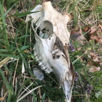 Deer skull! What can I say, roadkill completes the trinity of interesting everyday roadside attractions. (Mailboxes and street signs being the other two.)
