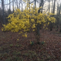 The first sign of spring!