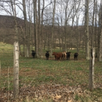 Cows, cows, cows!
My constant companion in WV, and my favorite