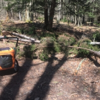 One of dozens of obstructions on Allegheny Trail