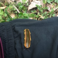 A very splendid millipede! "It is reported to secrete cyanide compounds as a defense."