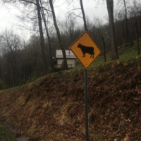 Watch for cows!