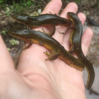 Dozens of salamanders in the puddles bordering the trail