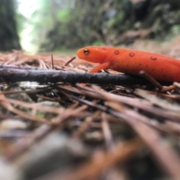 I would die for this newt