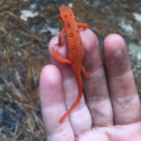 Look at those iridescent red spots!