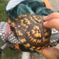 Runaway box turtle turtle