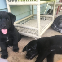 My Trail Angel/host for the night has lab x blue heeler puppies. EEEEEEP