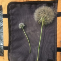 A regular dandelion beside the mammoth dandelion, for reference