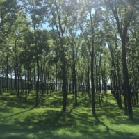 A very symmetrical, man made forest