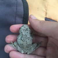 One gorgeous gray camouflage frog