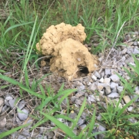 Not sure what in the heck these are, but they dot the side of the road