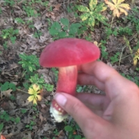 A reddish pink mushroom. Peculiarly, it's underside changes color when you touch it.