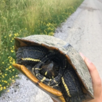 Turtles! You need to stop sitting in the middle of the road! ARGH!