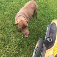 Another stray dog following me-her owner promptly showed up