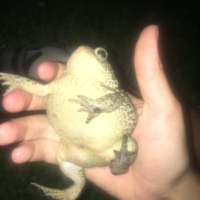 THE CHONKEST TOAD. 10/10. A BEAST OF NATURE.