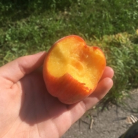 A midday snack from a passerby!