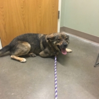 Was far, far too tempted to adopt this cutie today