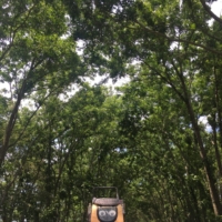 Faith's looking as hot as the days are in Kansas right now. 90-100F daily. The crown of trees lining the Flint Hills Trail help beat the heat, at least