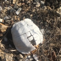Calcified turtle shells are awesome, what more is there to say?