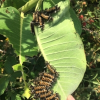 Dozens of fuzzy caterpillars!