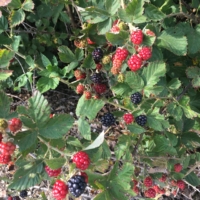 My broke, berry-loving arse is always thrilled to find a random blackberry bush