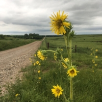 Kansas's state flower, no wonder why. :)