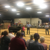 Watching the cattle auctions ... never had these at my local 4H fairs