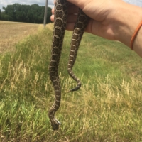 A dead rattlesnake!! My first time ever seeing a venomous snake in the wild! Made my day!
