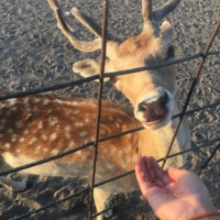 The man who owns these deer at Sunmart used to have pet bears