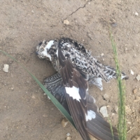 A dead grouse!