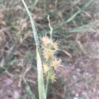 A closeup of my worst enemy