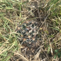 Watch where you step!