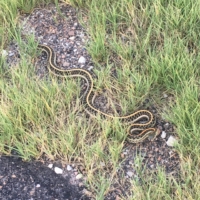 Snake! Came out of nowhere and scared the heck out of me, Faith almost ran it over and I jumped to high heaven.