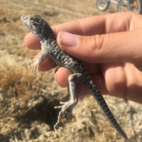 After a 5 minute game of cat and mouse, I managed to snag this little guy. He should make a nice dinner ...... kidding!