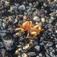 Jerusalem cricket!