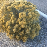 Rabbitbrush lines the highways here