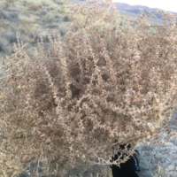 The plants are so fragile here- I pulled this bushel of thorns straight from the ground, with no effort on my part. Must be due to the low moisture in the soil.