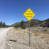 I’ve never seen live elk before, hoping that changes soon!