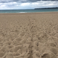 Tracks in the sand