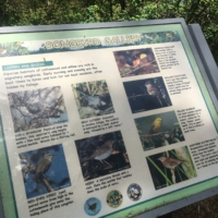 An infographic on local birds, look how stunning the gray catbird is!