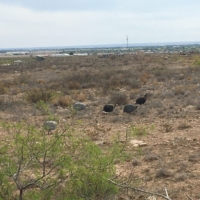 Wild guinea hens spotted-wow!!