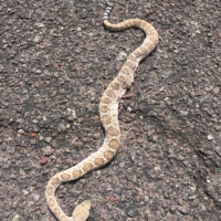 I was hoping to see a rattlesnake on this trip-score!!!! 🐍 Glad it was dead because I did NOT stop in time when I saw it and passed within a few inches