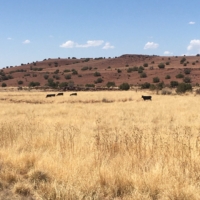 Yellow grass, red hills, black cows. Wonderstruck.
