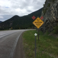 Bighorn sheep inbound!