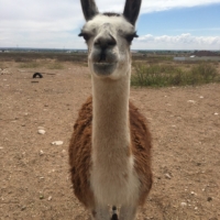 Lucky the Llama
