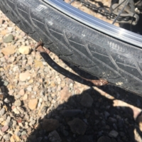 I have no words left. Only laughs. And a new souvenir!