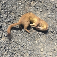 A long tailed weasel!