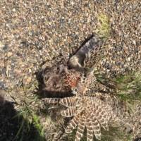 There's a high concentration of pheasants in this area!