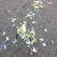 I spent $5 on this salad and then immediately dropped it all over the ground OH MY GOD WHAT HAVE I DONE I HAVE MADE MOIST, RANCHY FLOOR CONFETTI